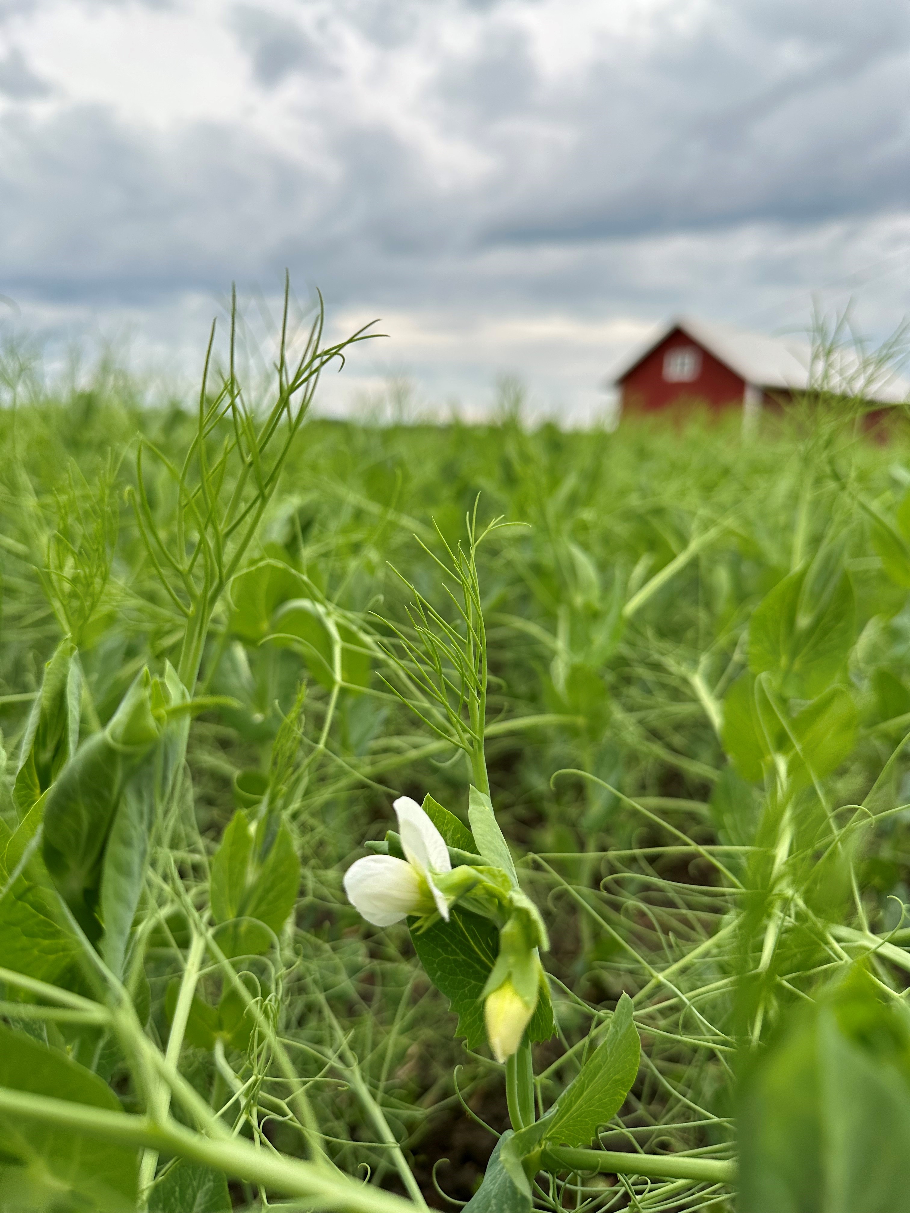Hernepellonpiennarpäivä Lapualla 12.8.